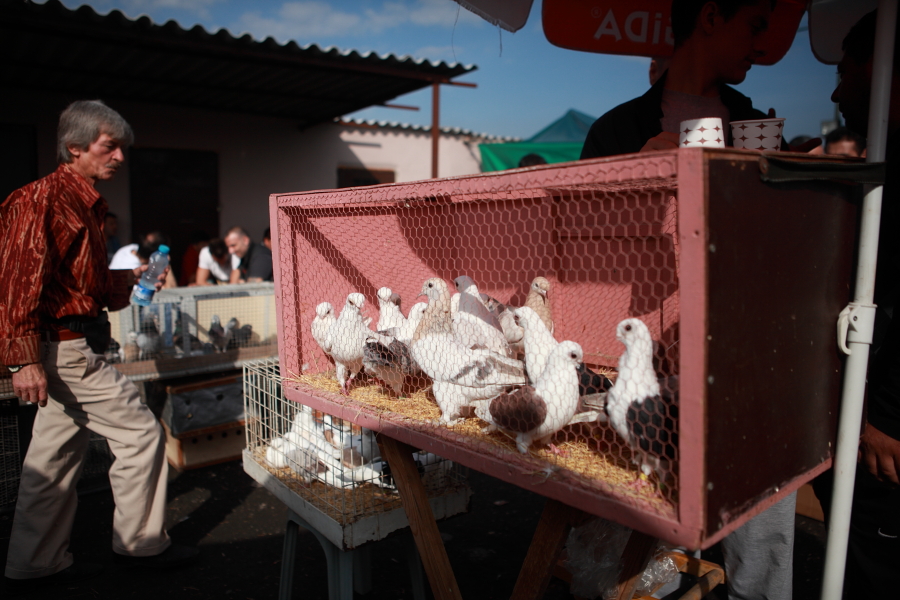 Daha öncesinde Unkapanı'nda kurulan kuş pazarı, on yıldır Edirnekapı'da. F: Alper Erbahçeci